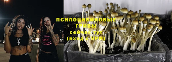 хмурый Белокуриха
